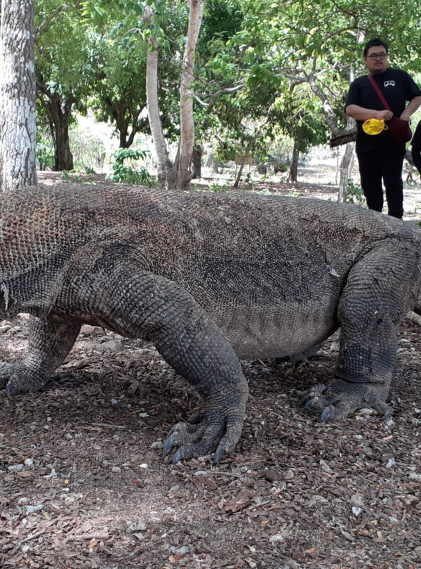 komodo dragos tour