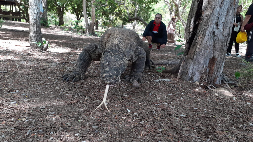 komodo island
