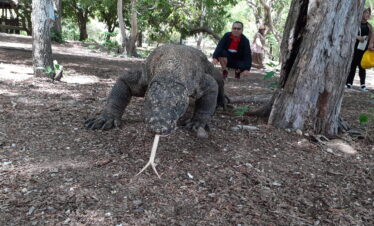 komodo island